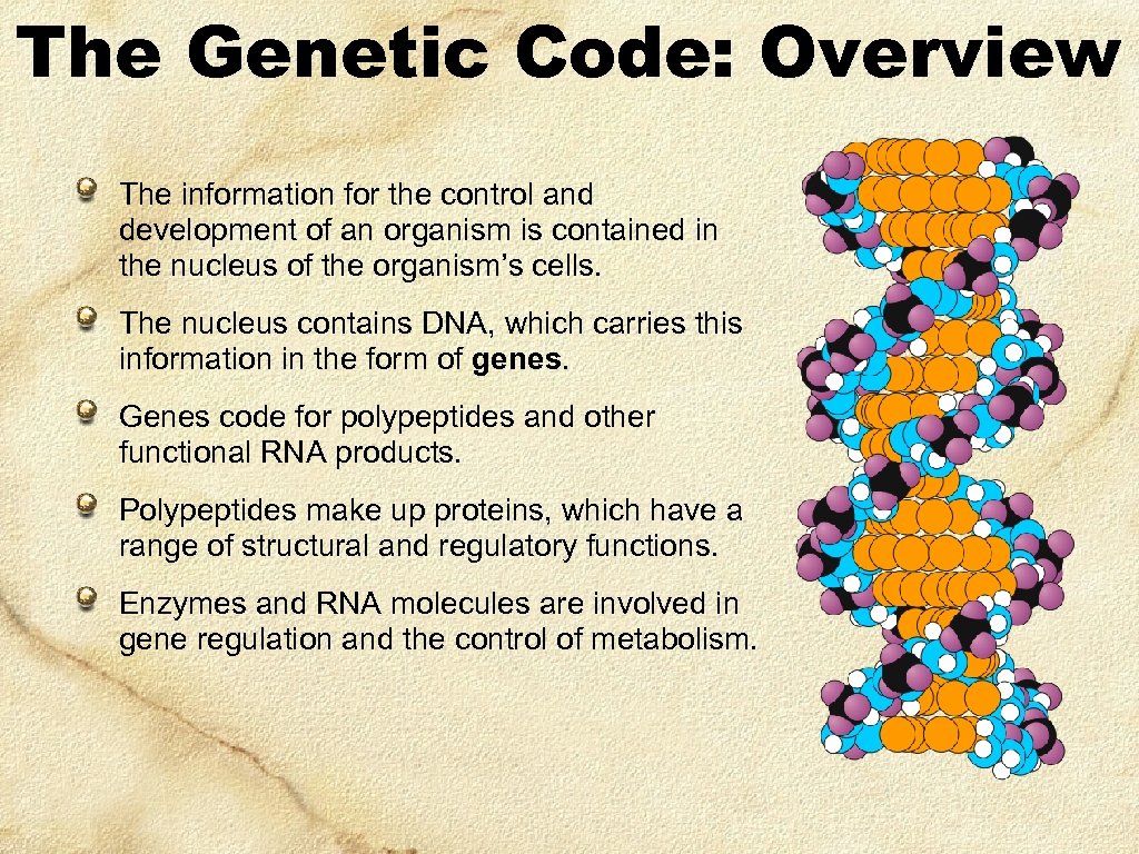 The Genetic Code: Overview The information for the control and development of an organism