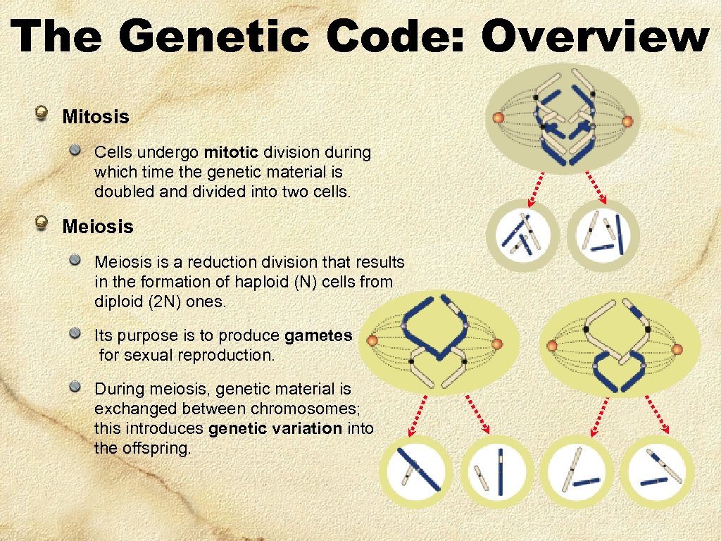 The Genetic Code: Overview Mitosis Cells undergo mitotic division during which time the genetic