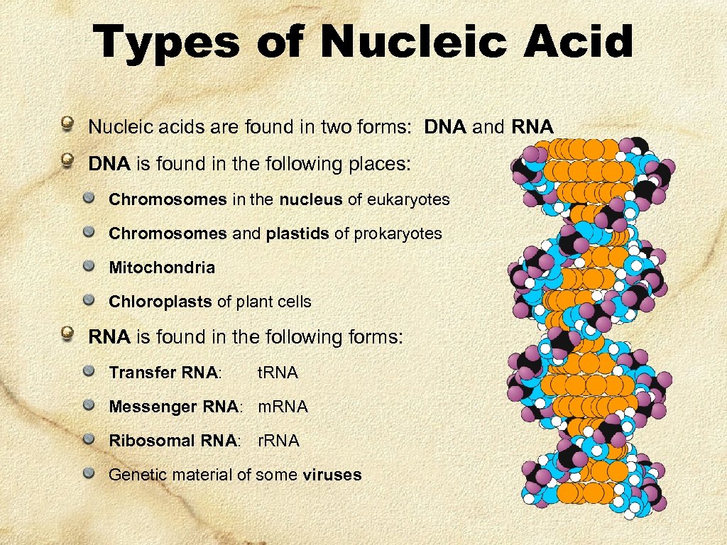 Types of Nucleic Acid Nucleic acids are found in two forms: DNA and RNA