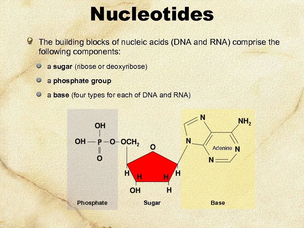 Nucleotides The building blocks of nucleic acids (DNA and RNA) comprise the following components: