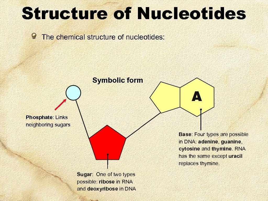 Structure of Nucleotides The chemical structure of nucleotides: Symbolic form Phosphate: Links neighboring sugars