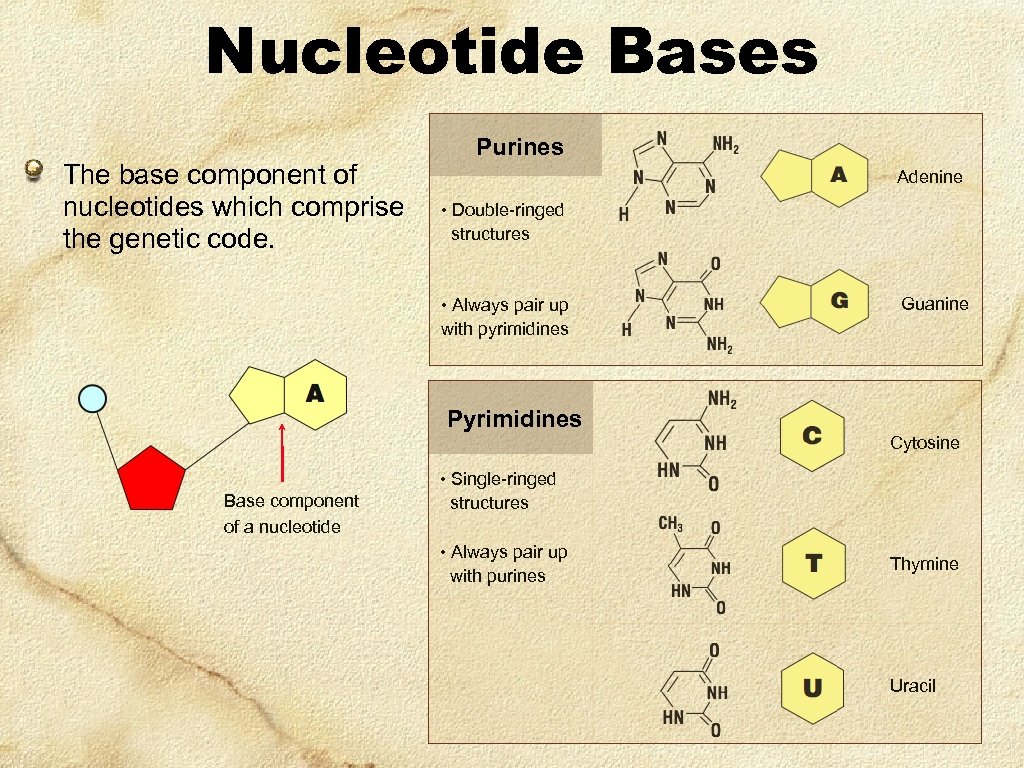 Nucleotide Bases The base component of nucleotides which comprise the genetic code. Purines Adenine