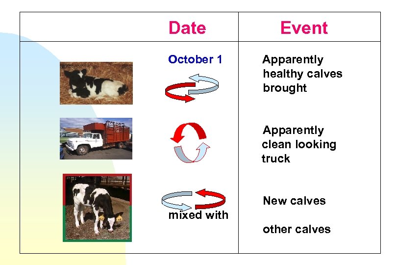 Date October 1 Event Apparently healthy calves brought Apparently clean looking truck New calves