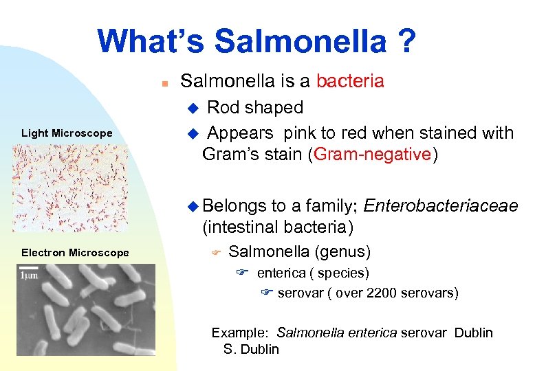 What’s Salmonella ? n Salmonella is a bacteria Rod shaped u Appears pink to