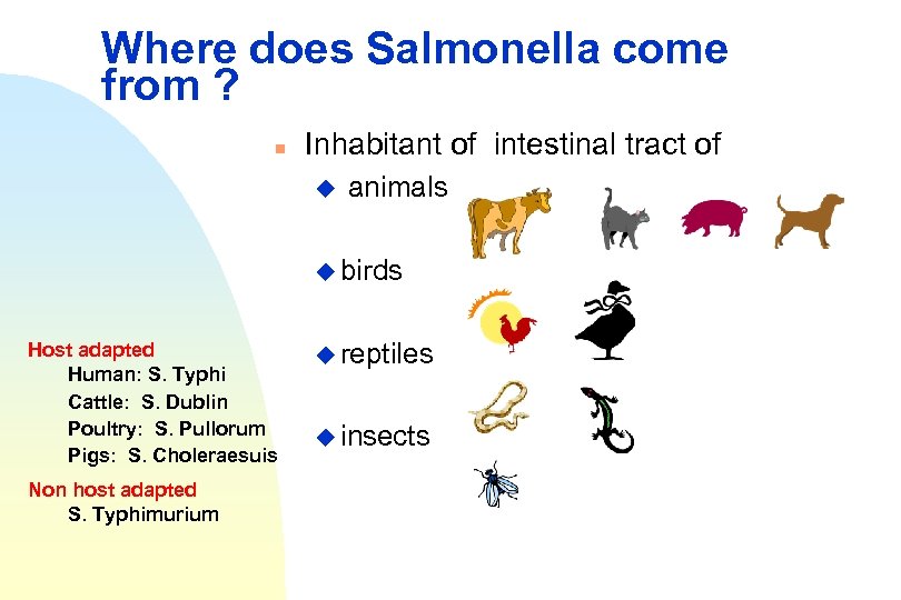 Where does Salmonella come from ? n Inhabitant of intestinal tract of u animals