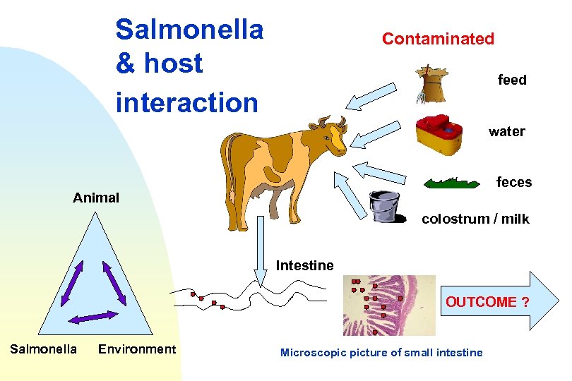 Salmonella & host interaction Contaminated feed water feces Animal colostrum / milk Intestine OUTCOME