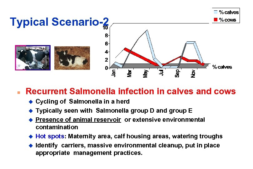 Typical Scenario-2 n Recurrent Salmonella infection in calves and cows u u u Cycling