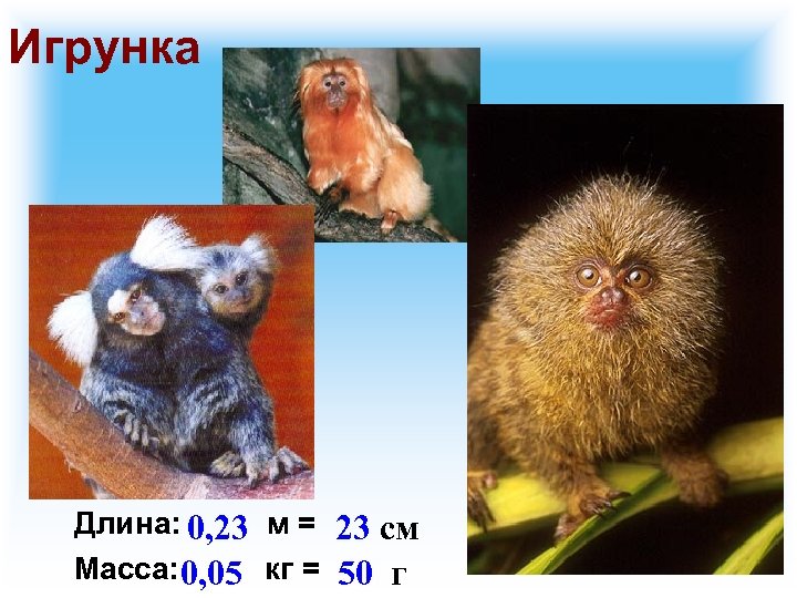 Игрунка Длина: 0, 23 м = 23 см Масса: 0, 05 кг = 50