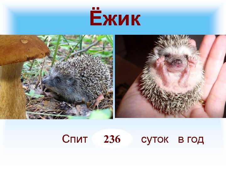 Ёжик Спит 236 суток в год 