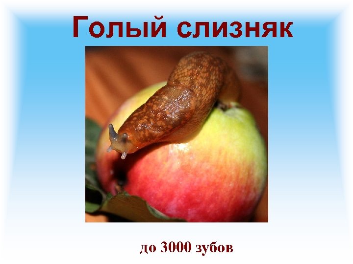 Голый слизняк до 3000 зубов 