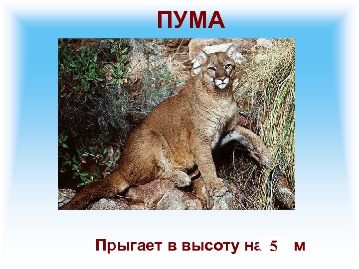 ПУМА Прыгает в высоту на 5 м 