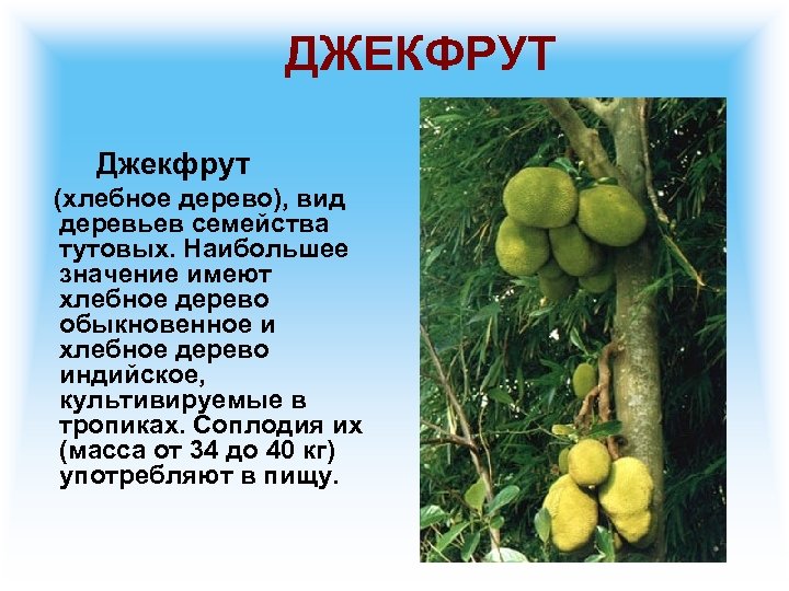 ДЖЕКФРУТ Джекфрут (хлебное дерево), вид деревьев семейства тутовых. Наибольшее значение имеют хлебное дерево обыкновенное