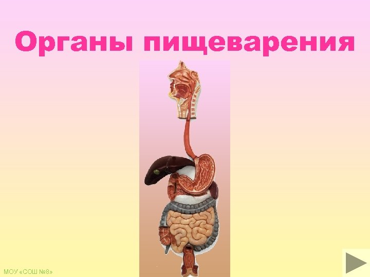 Пищеварение 3 класс презентация