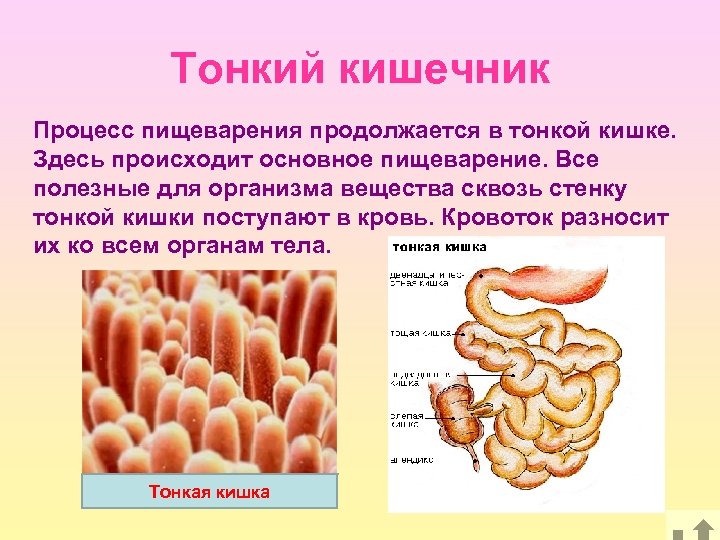 Тонкий кишечник Процесс пищеварения продолжается в тонкой кишке. Здесь происходит основное пищеварение. Все полезные