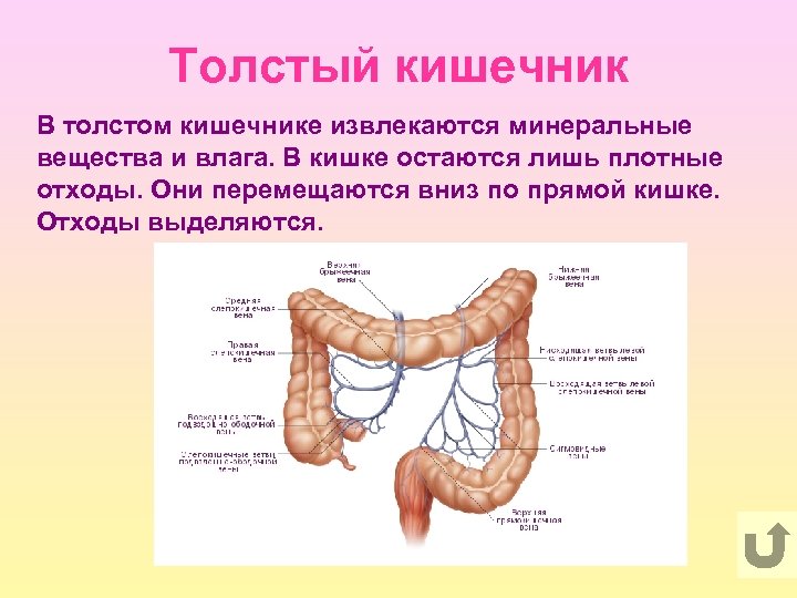Толстый кишечник В толстом кишечнике извлекаются минеральные вещества и влага. В кишке остаются лишь