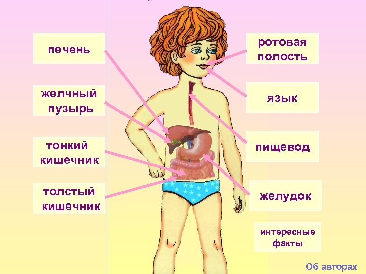 печень ротовая полость желчный пузырь язык тонкий кишечник пищевод толстый кишечник желудок интересные факты