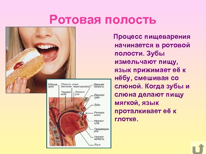 Изменить слово рот. Пищеварительная система человека ротовая полость зубы. Биология пищеварение 8 класс зубы. Строение ротовой полости человека ЕГЭ. Процесс пищеварения начинается в ротовой полости.