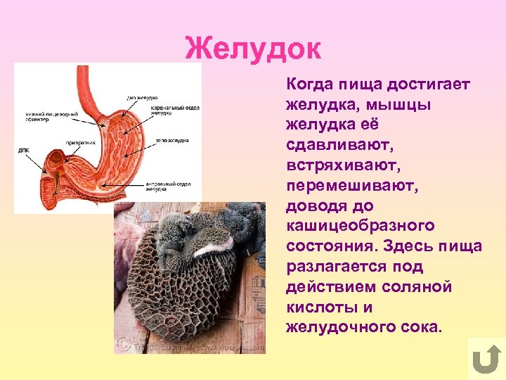 Желудок Когда пища достигает желудка, мышцы желудка её сдавливают, встряхивают, перемешивают, доводя до кашицеобразного