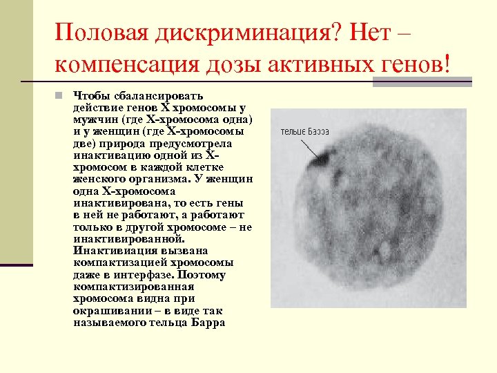 Половая дискриминация? Нет – компенсация дозы активных генов! n Чтобы сбалансировать действие генов Х