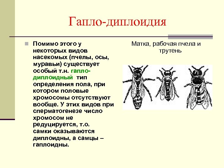 Гапло-диплоидия n Помимо этого у некоторых видов насекомых (пчелы, осы, муравьи) существует особый т.