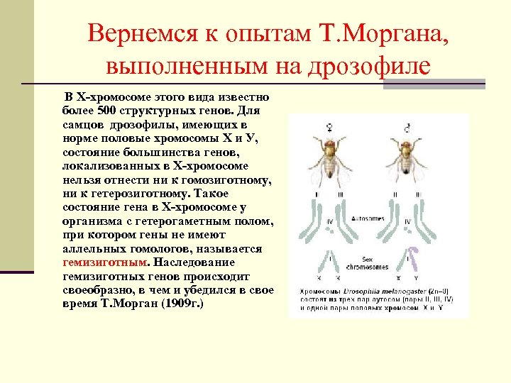 Вернемся к опытам Т. Моргана, выполненным на дрозофиле В Х-хромосоме этого вида известно более