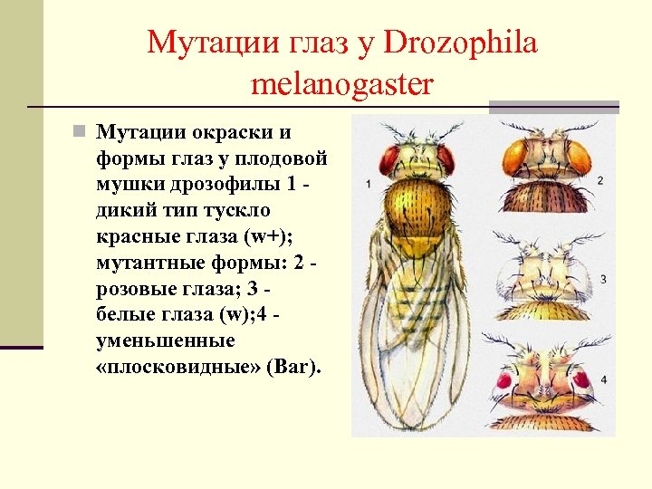 Мутации глаз у Drozophila melanogaster n Мутации окраски и формы глаз у плодовой мушки