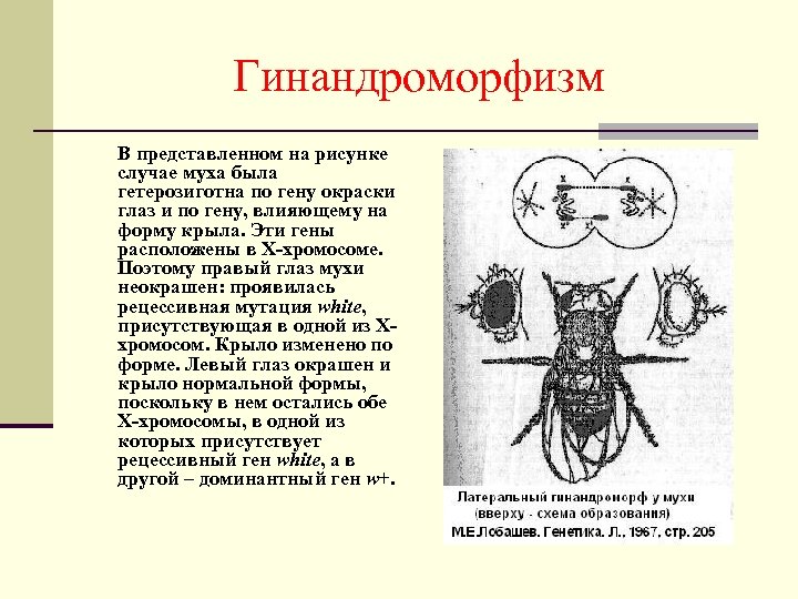 Гинандроморфизм В представленном на рисунке случае муха была гетерозиготна по гену окраски глаз и