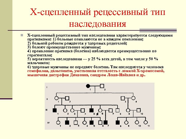 Х-сцепленный рецессивный тип наследования n Х-сцепленный рецессивный тип наследования характеризуется следующими признаками: 1) больные