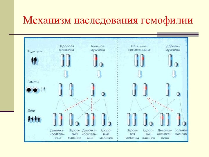 Механизм наследования гемофилии 