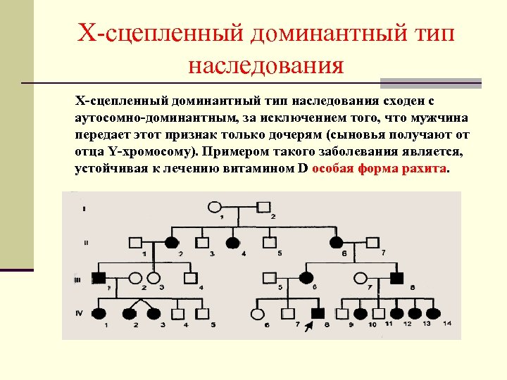 Х-сцепленный доминантный тип наследования сходен с аутосомно-доминантным, за исключением того, что мужчина передает этот