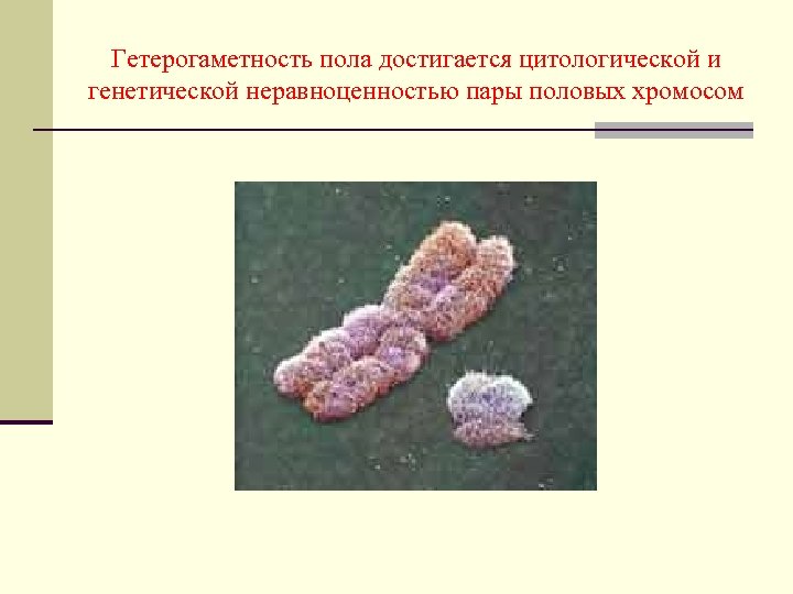 Гетерогаметность пола достигается цитологической и генетической неравноценностью пары половых хромосом 