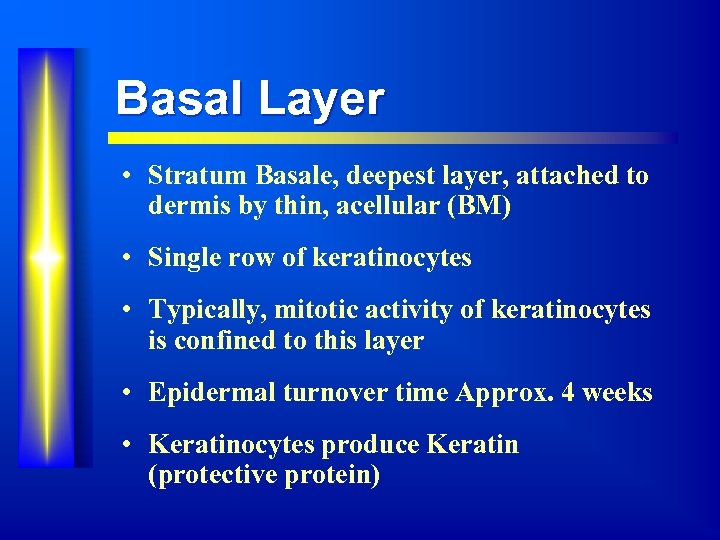 Basal Layer • Stratum Basale, deepest layer, attached to dermis by thin, acellular (BM)