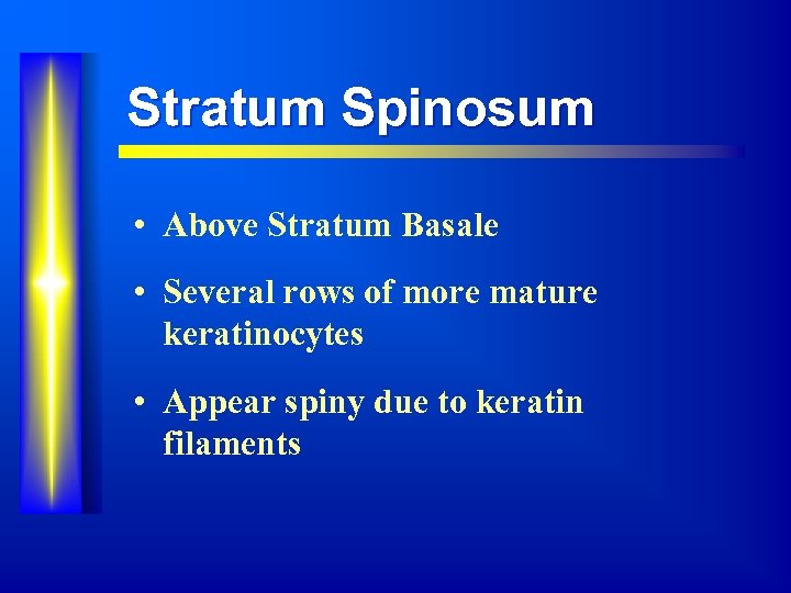 Stratum Spinosum • Above Stratum Basale • Several rows of more mature keratinocytes •
