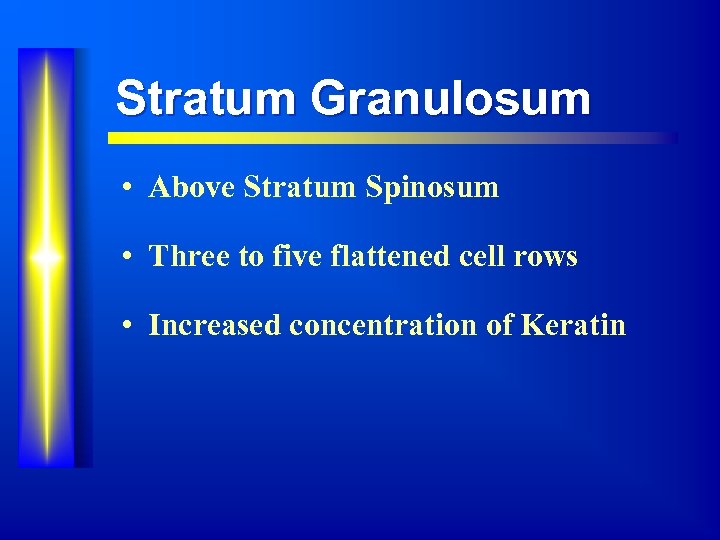 Stratum Granulosum • Above Stratum Spinosum • Three to five flattened cell rows •