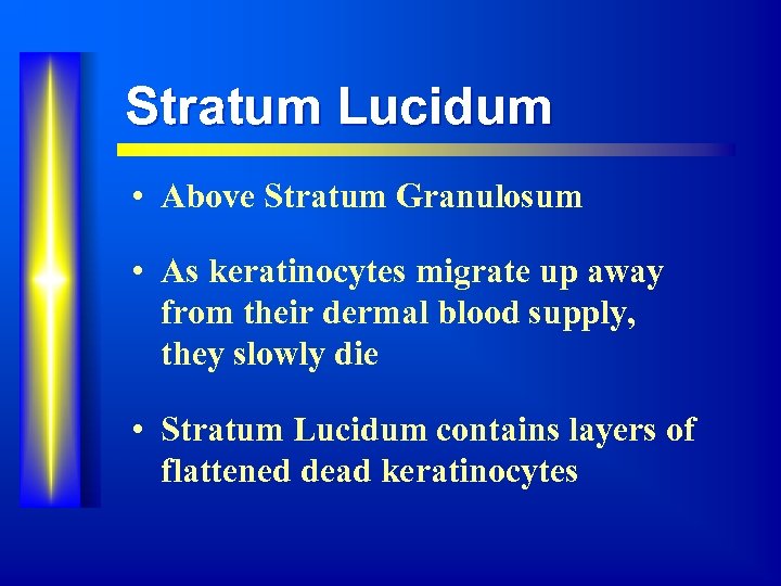 Stratum Lucidum • Above Stratum Granulosum • As keratinocytes migrate up away from their