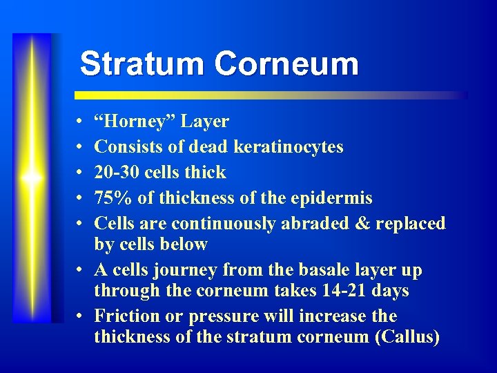 Stratum Corneum • • • “Horney” Layer Consists of dead keratinocytes 20 -30 cells