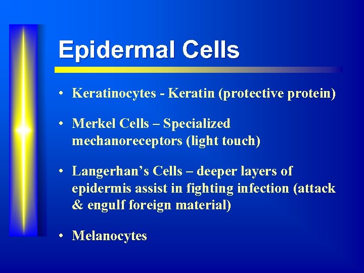 Epidermal Cells • Keratinocytes - Keratin (protective protein) • Merkel Cells – Specialized mechanoreceptors