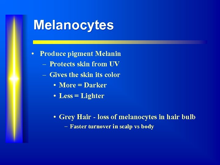 Melanocytes • Produce pigment Melanin – Protects skin from UV – Gives the skin