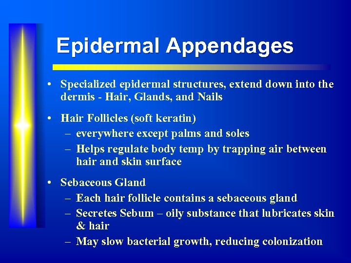 Epidermal Appendages • Specialized epidermal structures, extend down into the dermis - Hair, Glands,