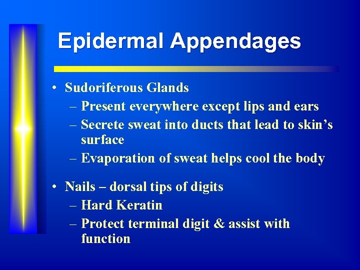 Epidermal Appendages • Sudoriferous Glands – Present everywhere except lips and ears – Secrete