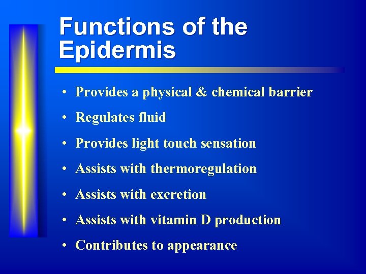 Functions of the Epidermis • Provides a physical & chemical barrier • Regulates fluid