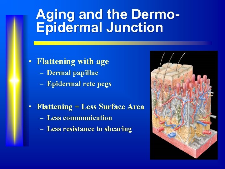 Aging and the Dermo. Epidermal Junction • Flattening with age – Dermal papillae –