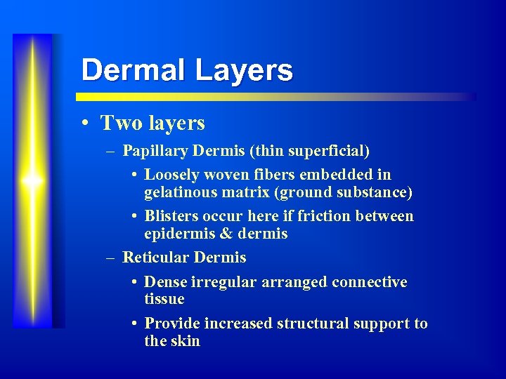 Dermal Layers • Two layers – Papillary Dermis (thin superficial) • Loosely woven fibers