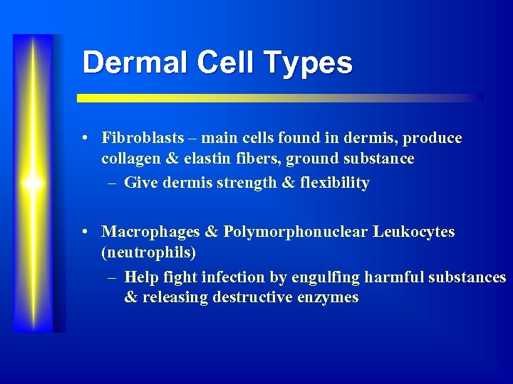 Dermal Cell Types • Fibroblasts – main cells found in dermis, produce collagen &