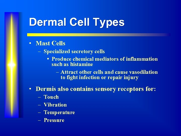 Dermal Cell Types • Mast Cells – Specialized secretory cells • Produce chemical mediators