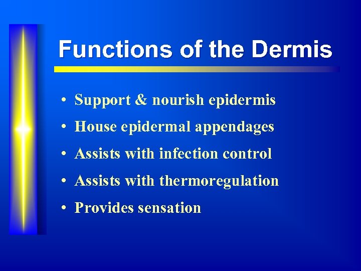 Functions of the Dermis • Support & nourish epidermis • House epidermal appendages •