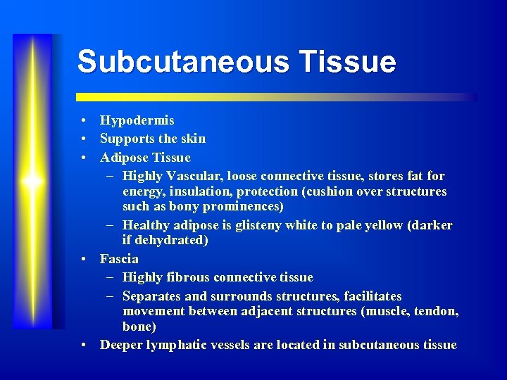 Subcutaneous Tissue • Hypodermis • Supports the skin • Adipose Tissue – Highly Vascular,
