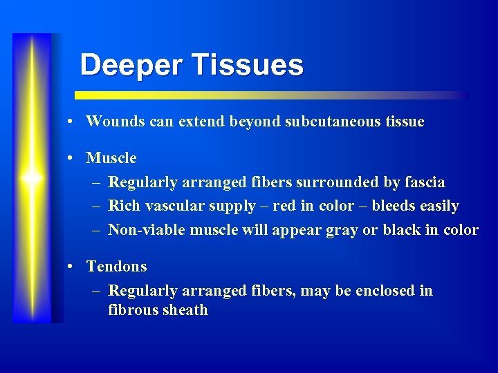 Deeper Tissues • Wounds can extend beyond subcutaneous tissue • Muscle – Regularly arranged