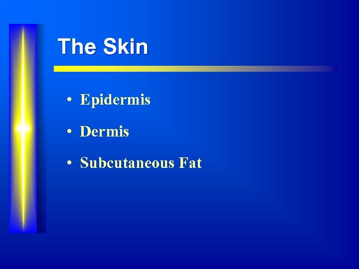 The Skin • Epidermis • Dermis • Subcutaneous Fat 