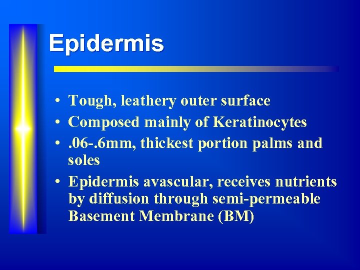 Epidermis • Tough, leathery outer surface • Composed mainly of Keratinocytes • . 06